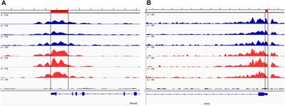 Stable Histone Methylation Changes at Proteoglycan Network Genes Following Ethanol Exposure